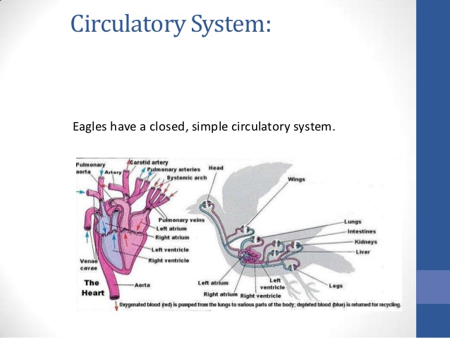 Bald Eagle - Cardiovascular